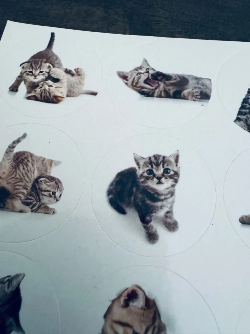 Adorable Cat Stickers